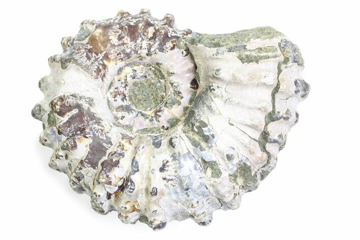 Bumpy Ammonite (Douvilleiceras) Fossil - Madagascar #361207